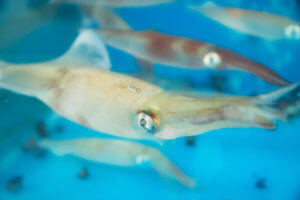 squid game